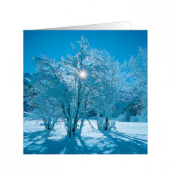 Snow Trees (5163)